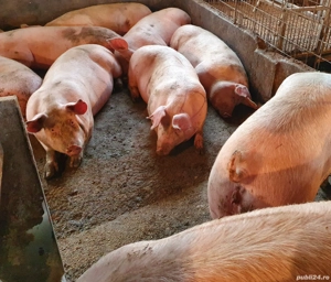 porci de carne 250 - 350 kg