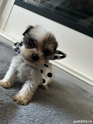 Catei bishon, 6 saptamani, cauta familie iubitoare