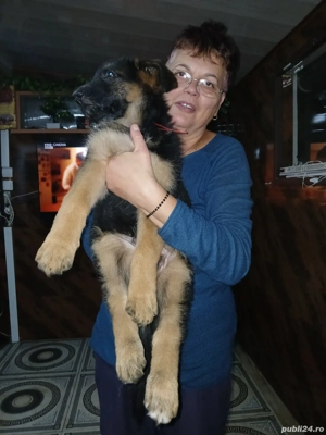 pui ciobanesc 10 saptamîni