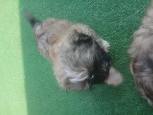 Shitzu o fetiat si un baiat - imagine 2 Shitzu o fetiat si un baiat - imagine 2