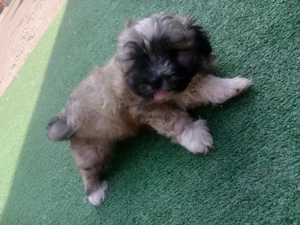 Shitzu o fetiat si un baiat