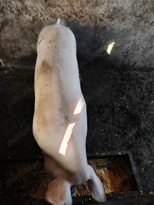 Porci pentru Crăciun 