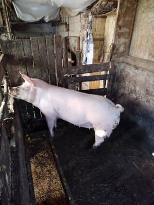 Porci pentru Crăciun  - imagine 4