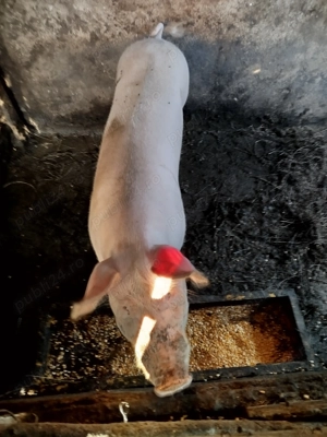 Porci pentru Crăciun  - imagine 3