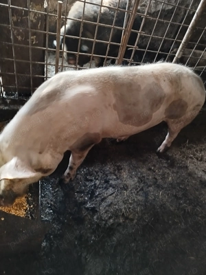 Porci pentru Crăciun  - imagine 2