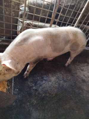 Porci pentru Crăciun  - imagine 5