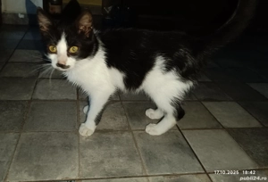 donam pisoi harnic - imagine 2