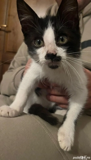 donam pisicuta harnica