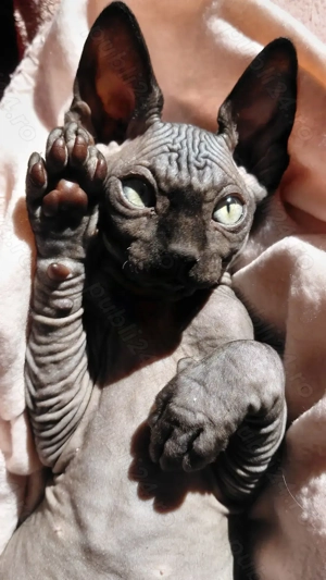 Pisicut sfinx - imagine 3