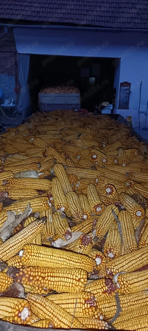 Ofer porumb  - imagine 2