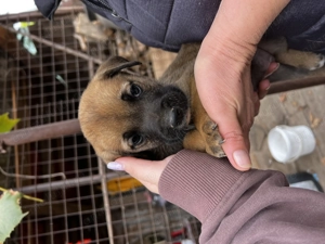 Caini spre adoptie, metis de talie medie - imagine 3