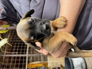 Caini spre adoptie, metis de talie medie - imagine 4