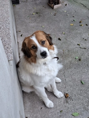 Caini spre adoptie, metis de talie medie - imagine 2