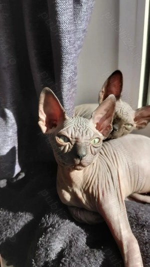 Pisicuta sfinx - imagine 3