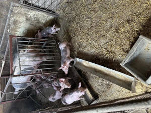 De vânzare purcei pietran - imagine 2 De vânzare purcei pietran - imagine 2