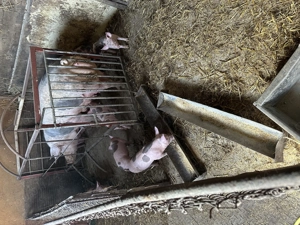 De vânzare purcei pietran - imagine 3 De vânzare purcei pietran - imagine 3