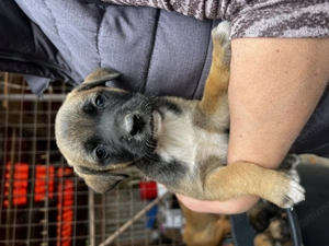 Caini spre adoptie, metis de talie medie - imagine 5