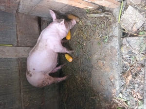 De vânzare porc.Greutate 25 kg 