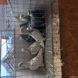 porumbei stil vechi duduros 