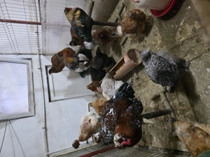 Vând gaini de casa - imagine 2