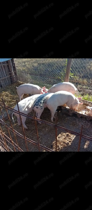 Porci,purcei de vînzare in Bălcești,Gorj - imagine 2