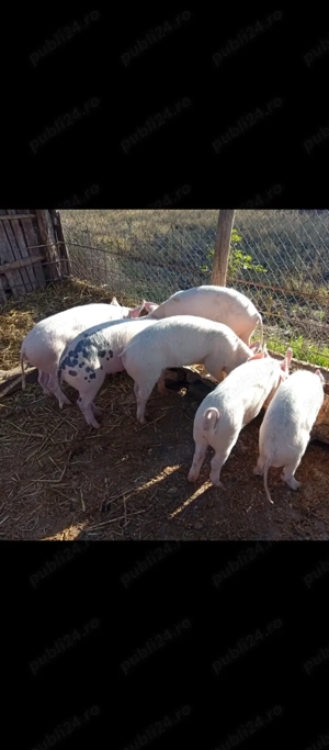 Porci,purcei de vînzare in Bălcești,Gorj