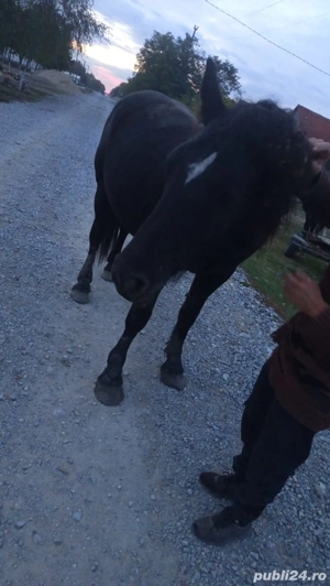 Iapă de vânzare  - imagine 2