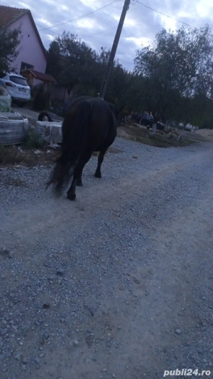 Iapă de vânzare  - imagine 3