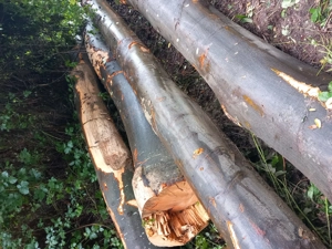 De vânzare lemne pentru foc  - imagine 2