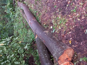 De vânzare lemne pentru foc  - imagine 3