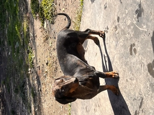 Teckel femela, 11 luni