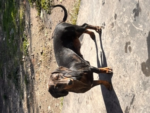 Teckel femela - imagine 2