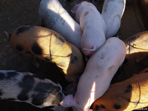 Vând purcei de 8 săptămâni! - imagine 2