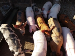 Vând purcei de 8 săptămâni! - imagine 3