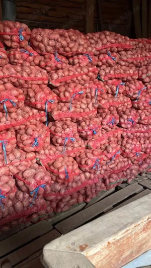 Cartof  alb si rosu,cantitati mari