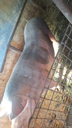 de vanzare - imagine 3