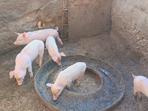 Vand purcei de 6 saptamani - imagine 2