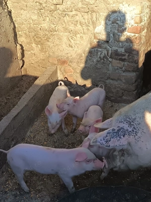 Vand purcei de 6 saptamani