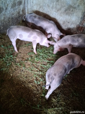 Purcei rasa pietrain