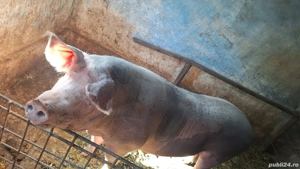 de vanzare - imagine 5