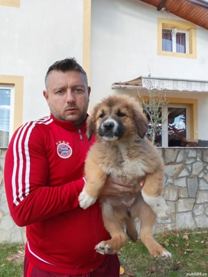 Câini ciobănesc pui schimb