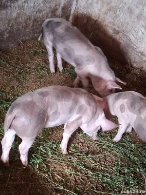 Purcei rasa pietrain - imagine 4