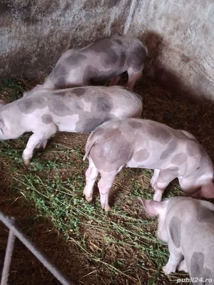 Purcei rasa pietrain - imagine 2