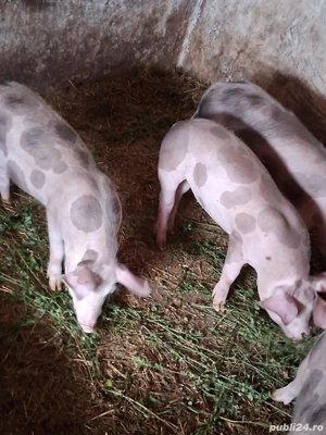 Purcei rasa pietrain - imagine 3