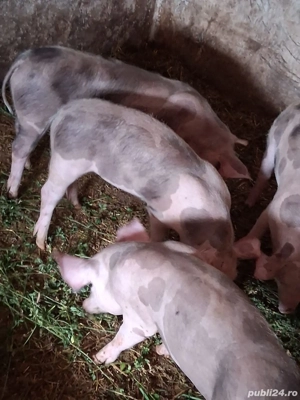 Purcei rasa pietrain - imagine 5