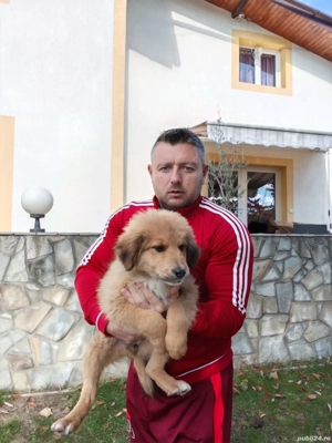 Câini ciobănesc pui schimb - imagine 3