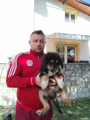 Câini ciobănesc pui schimb - imagine 4