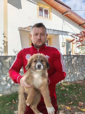 Câini ciobănesc pui schimb - imagine 2