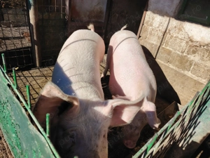 Vând porc pentru taiat