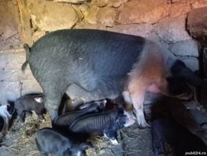 De vânzare Scroafă cu 6 purceii  - imagine 3